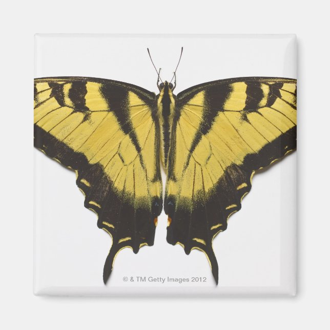 Western Tiger Swallowtail Butterfly Magnet (Framsidan)