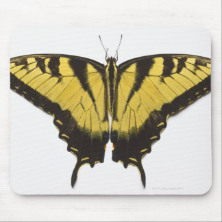 Western Tiger Swallowtail Butterfly Musmatta