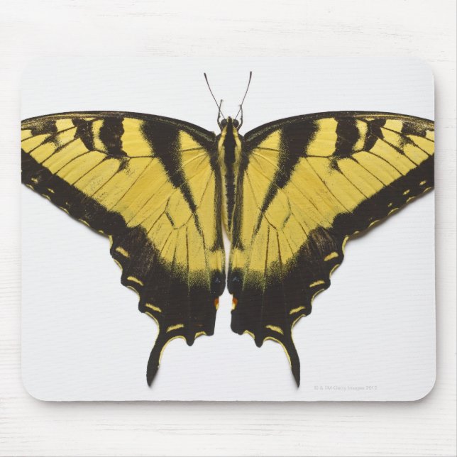 Western Tiger Swallowtail Butterfly Musmatta (Framsidan)