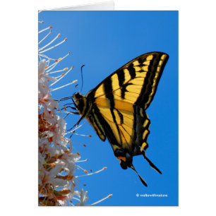 Western Tiger Swallowtail Butterfly på Buckeye Hälsningskort