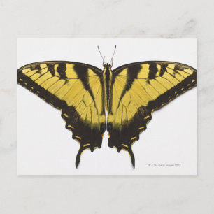 Western Tiger Swallowtail Butterfly Vykort