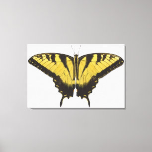 Western tigerSwallowtail fjäril Canvastryck