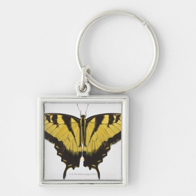 Western tigerSwallowtail fjäril Fyrkantig Silverfärgad Nyckelring (Framsidan)