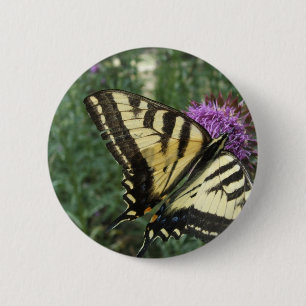 Western tigerSwallowtail fjäril Knapp