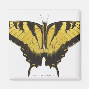 Western tigerSwallowtail fjäril Magnet