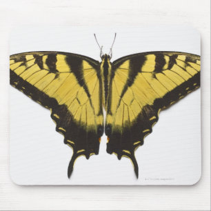 Western tigerSwallowtail fjäril Musmatta