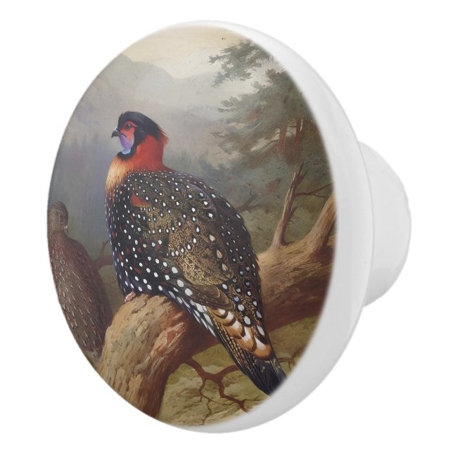 Western tragopan, fågelillustrationer knopp (Höger)