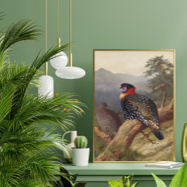 Western tragopan, fågelillustrationer poster