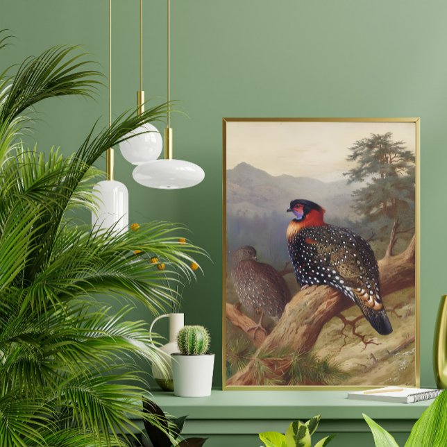 Western tragopan, fågelillustrationer poster (Skapare uppladdad)