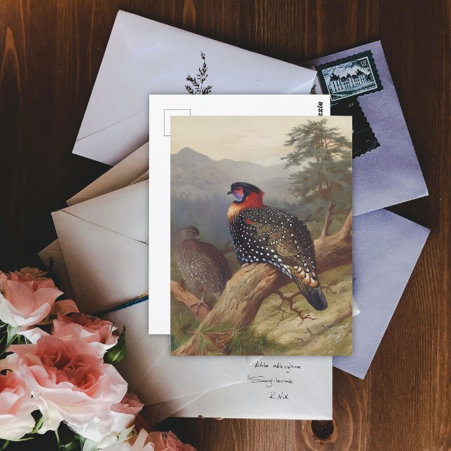 Western tragopan, fågelillustrationer vykort (Skapare uppladdad)