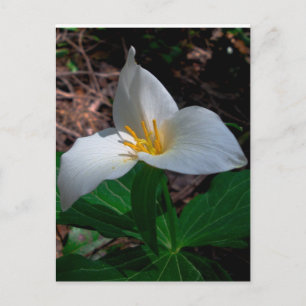 Western trillium 01 vykort