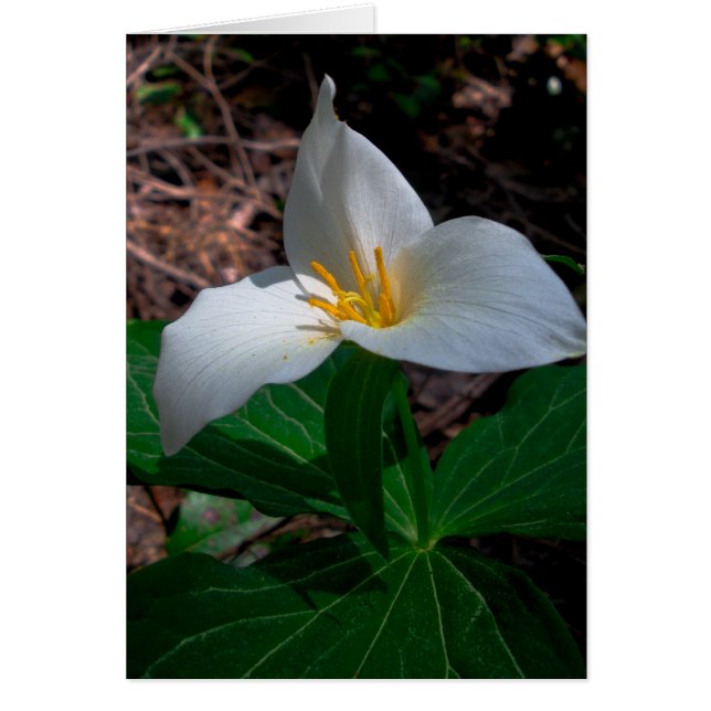 Western trillium hälsningskort (Framsidan)
