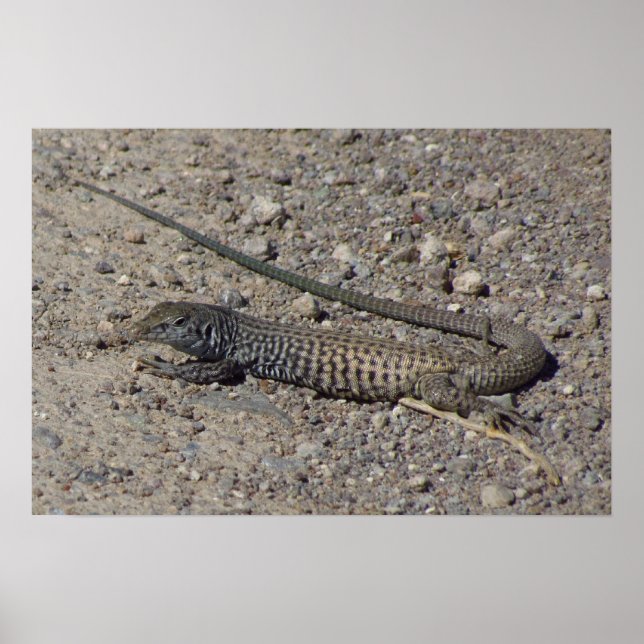 Western Whiptail Poster (Framsidan)