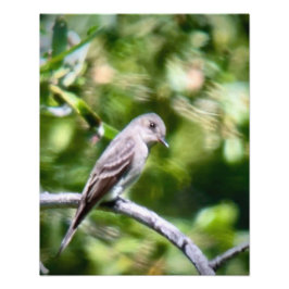 Western Wood Pewee Fototryck