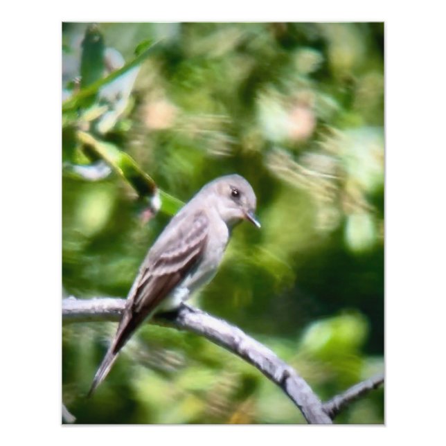 Western Wood Pewee Fototryck (Framsidan)