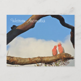 Westerna Australiska fåglar Helg Vykort
