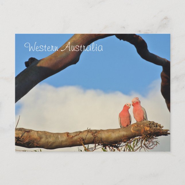 Westerna Australiska fåglar Helg Vykort (Framsida)