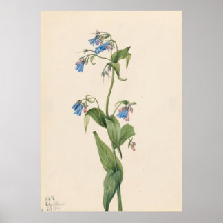 Westerna blåbälten (Mertensia paniculata) Poster
