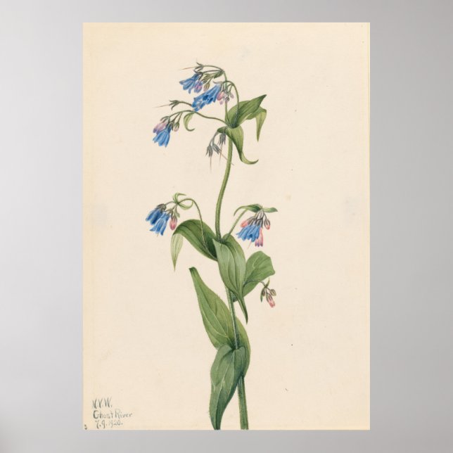 Westerna blåbälten (Mertensia paniculata) Poster (Framsidan)