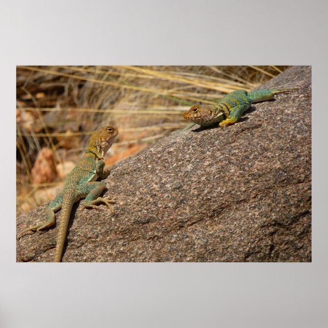 Westerna Collred Lizards i Colorado Poster (Framsidan)