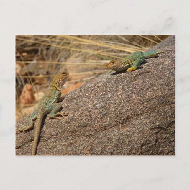 Westerna Collred Lizards i Colorado Vykort (Framsida)
