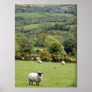Westerna Irland, Dingle Peninsula, vid Poster