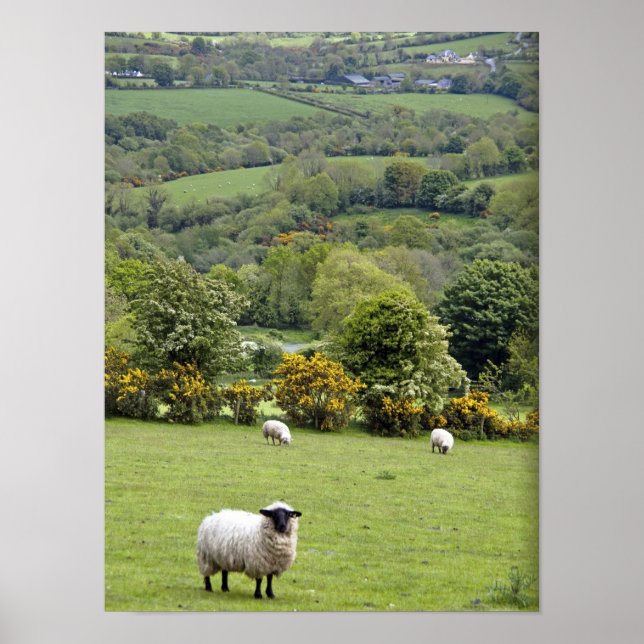 Westerna Irland, Dingle Peninsula, vid Poster (Framsidan)