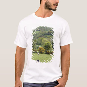 Westerna Irland, Dingle Peninsula, vid T-shirt