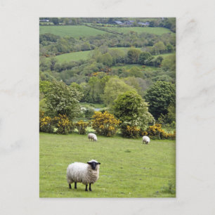 Westerna Irland, Dinglepeninsula som är bred Vykort