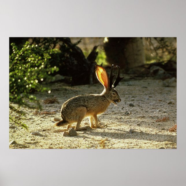 Westerna Jackalope Poster (Framsidan)