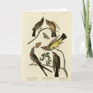 Westerna Kingbird m.m. - Audubon's Birds of Americ Kort