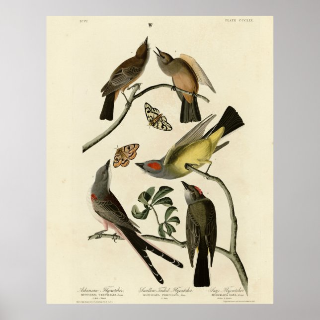 Westerna Kingbird m.m. - Audubon's Birds of Americ Poster (Framsidan)