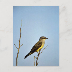 Westerna Kingbird Vykort