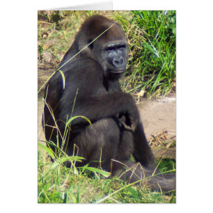 Westerna Lowland Gorilla Hälsningskort
