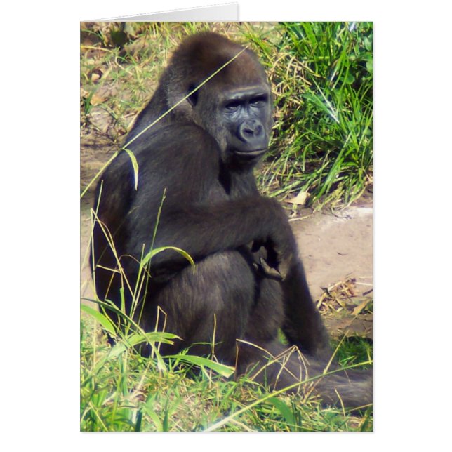 Westerna Lowland Gorilla Hälsningskort (Framsidan)