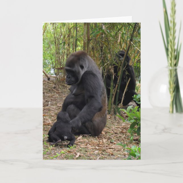 Westerna Lowland Gorilla - Mamma och Baby Kort (Framsida)