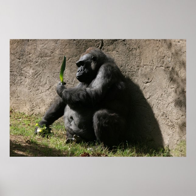 Westerna Lowland Gorilla Poster (Framsidan)