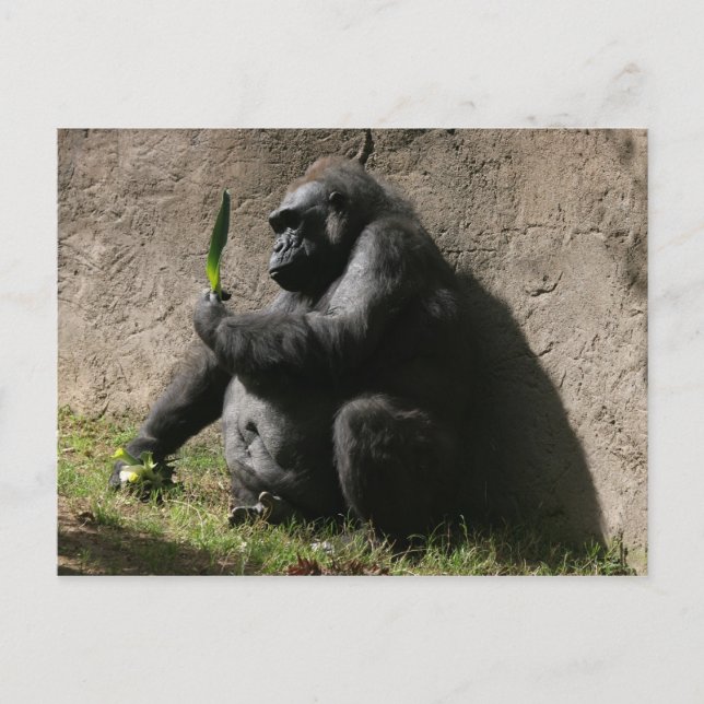 Westerna Lowland Gorilla Vykort (Framsida)