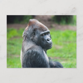 Westerna Lowland Gorilla Vykort