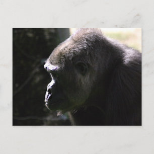 Westerna Lowland Gorilla Vykort