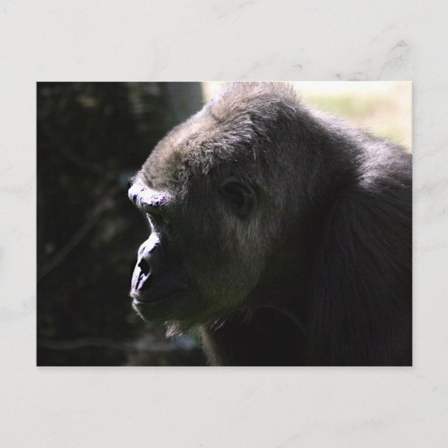Westerna Lowland Gorilla Vykort (Framsida)