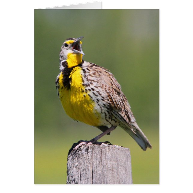 Westerna Meadowlark Hälsningskort (Framsidan)