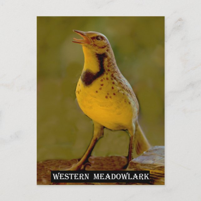 Westerna Meadowlark (Kansas, Montana, Nebraska) Vykort (Framsida)