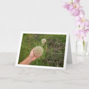 Westerna salsifiväxter kort