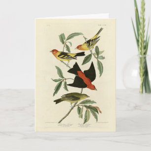 Westerna, Scarlet Tanagers Audubon Birds of Americ Kort