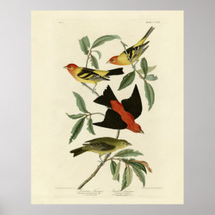 Westerna, Scarlet Tanagers Audubon Birds of Americ Poster