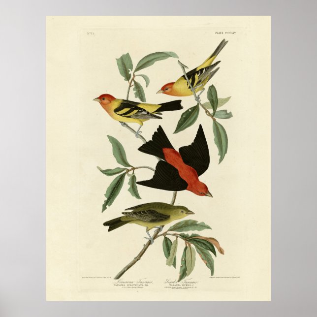 Westerna, Scarlet Tanagers Audubon Birds of Americ Poster (Framsidan)