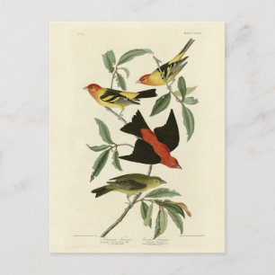 Westerna, Scarlet Tanagers Audubon Birds of Americ Vykort