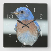 Westernare blåfågel