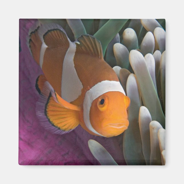 Westernare blöjfiskfisk magnet (Framsidan)